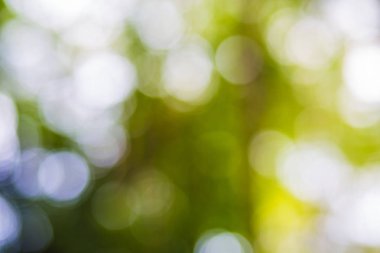 Yeşil yaprak bokeh arka plan, soyut arka plan