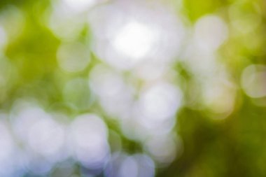 Yeşil yaprak bokeh arka plan, soyut arka plan