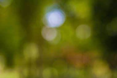 Yeşil yaprak bokeh arka plan, soyut arka plan