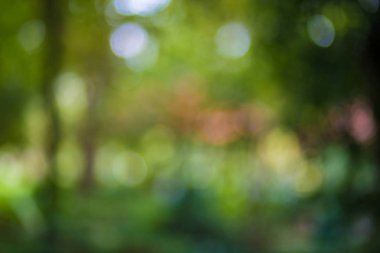 Yeşil yaprak bokeh arka plan, soyut arka plan