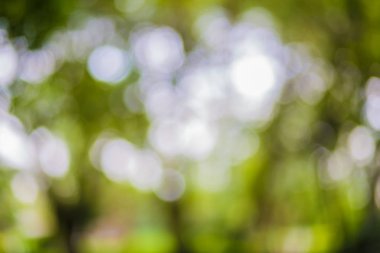 Yeşil yaprak bokeh arka plan, soyut arka plan