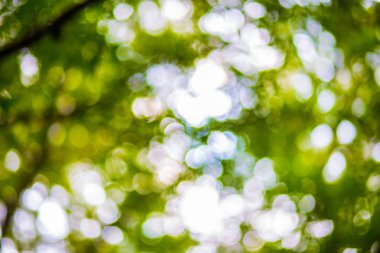 Yeşil yaprak bokeh arka plan, soyut arka plan