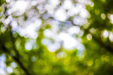 Yeşil yaprak bokeh arka plan, soyut arka plan