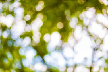 Yeşil yaprak bokeh arka plan, soyut arka plan