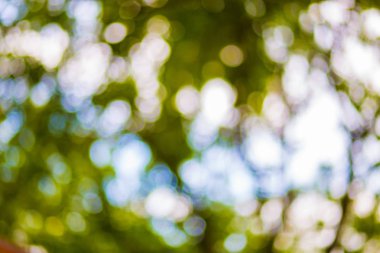 Yeşil yaprak bokeh arka plan, soyut arka plan