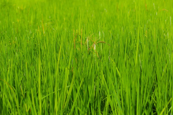 농촌 쌀 논, 녹색 쌀 식물의 배경 — 스톡 사진