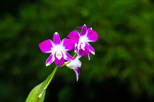 Krásná orchidej květina s přírodním pozadím. — Stock fotografie