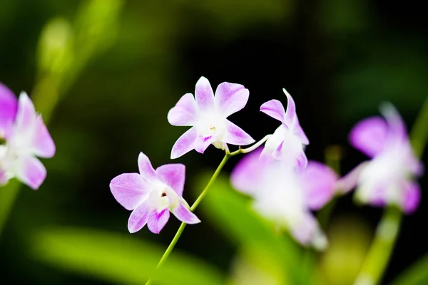 Bela flor de orquídea com fundo natural. — Fotografia de Stock