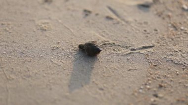 asker yengeç deniz arka planda, plaj backgroundsmall shellfish boyunca, kabuk geliyor