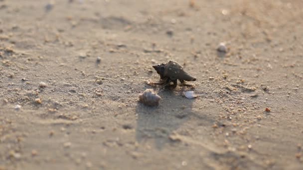 士兵蟹从壳里出来 沿着海滩背景小贝类 沿着海滩背景 — 图库视频影像