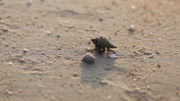 Soldaat Krab Komt Uit Schelp Langs Het Strand Backgroundsmall Schelpdieren — Stockvideo