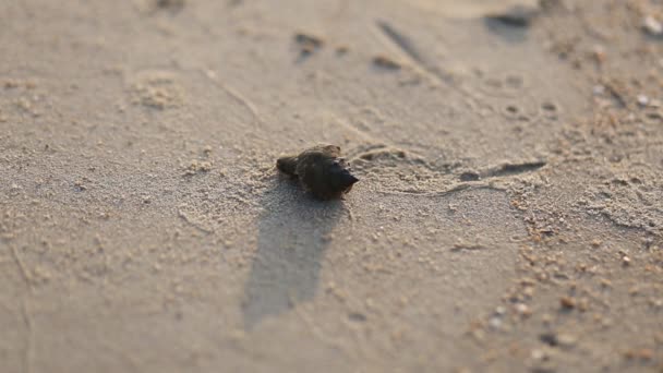 Στρατιώτη Καβούρι Βγαίνει Από Κέλυφος Κατά Μήκος Της Παραλίας Φόντα — Αρχείο Βίντεο