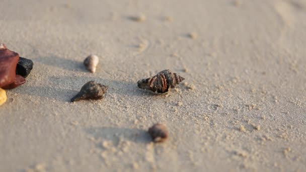 Soldatenkrabbe Kommt Aus Der Muschel Entlang Des Strandhintergrundes Kleine Schalentiere — Stockvideo