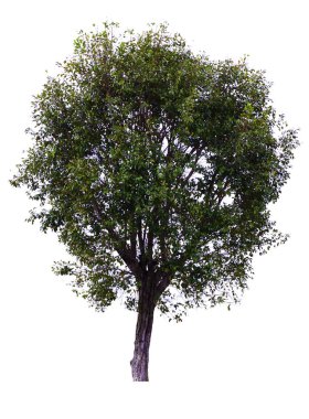 tek ağaç beyaz arka planda yalıtılmış ağaç. Kırpma yolu.