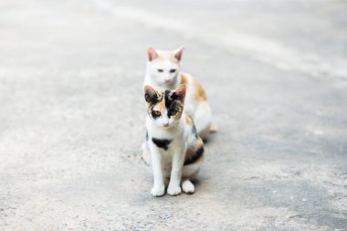 Yakın yukarı çimento katında bir kedi, Tay kedi derisi.