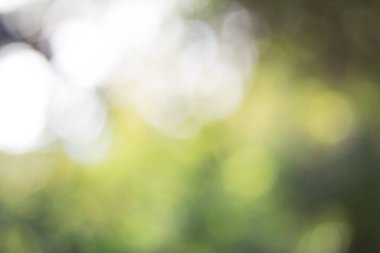 Yeşil yaprak bokeh arka plan, soyut arka plan