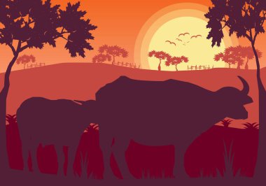 Buffalo Sunset akşam ve çim çayır peyzaj, vektör Illustrator