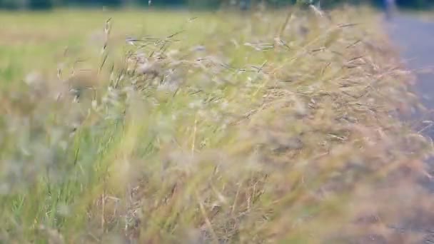 Green Grass Hit Wind — Stock Video