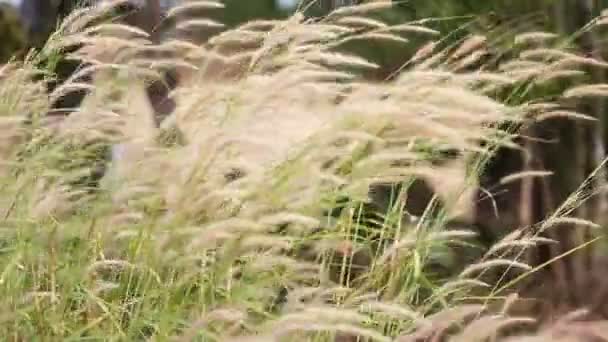 Зеленая Трава Ветру — стоковое видео