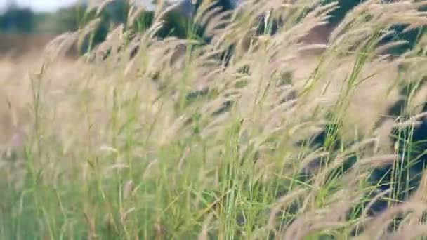 Groen Gras Raakte Wind — Stockvideo