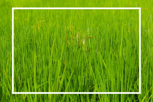 Texto da natureza com quadrado branco sobre fundo verde — Fotografia de Stock