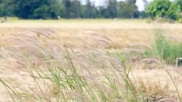 Vinden Blæser Smukt Græs Ramte Vinden – Stock-video