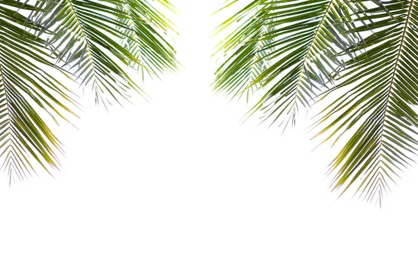 hindistan cevizi yeşili güzel beyaz arka plan üzerinde izole yaprakları.