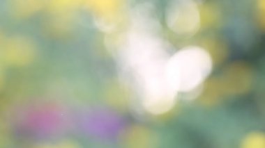 Yeşil, yeşil bokeh alacakaranlık ile Doğa soyut arka plan