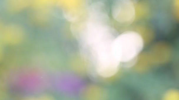 Natura Sfondo Astratto Con Verde Verde Bokeh Crepuscolo — Video Stock