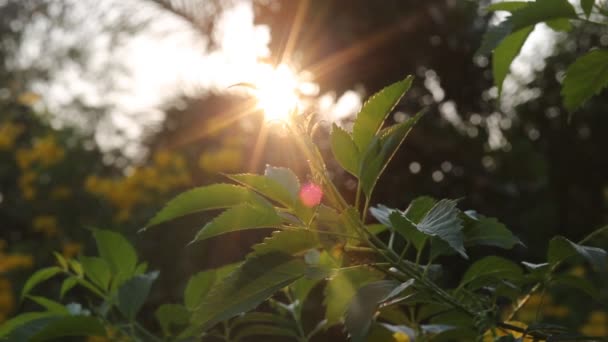 Natura Streszczenie Tło Zielonym Słońce Przechodzi Przez Piękne Liście Godzinach — Wideo stockowe