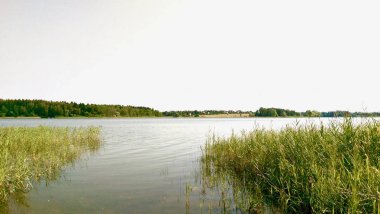 Su otları ile bir orman gölünde gri su