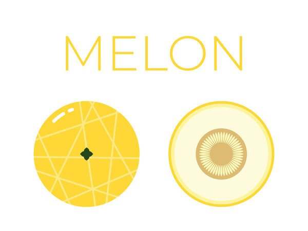 Vector of Melon and sliced half of Melon on white background