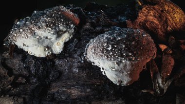 Siyah yosun üzerine mantar yakın çekim. Ormanda mantar. Ormanda mantarlar, mantarlar, mantarlar. mantar mantarı, mantar.