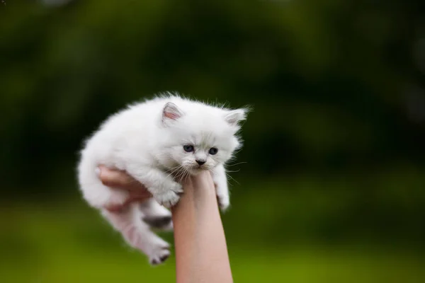 Kitty Kitten Hands — Stock Photo, Image