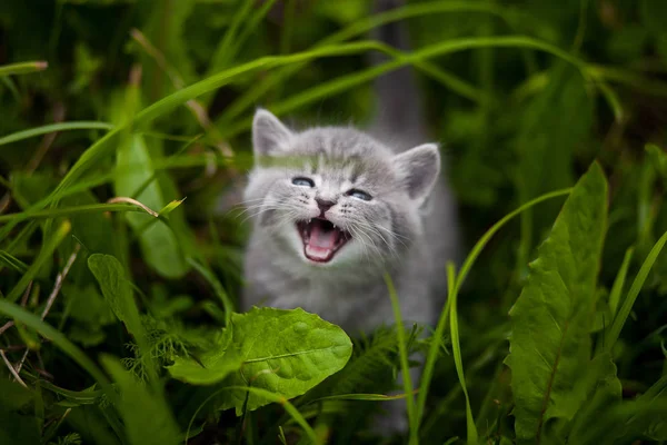 Kitty Kitten Grass — Stock Photo, Image