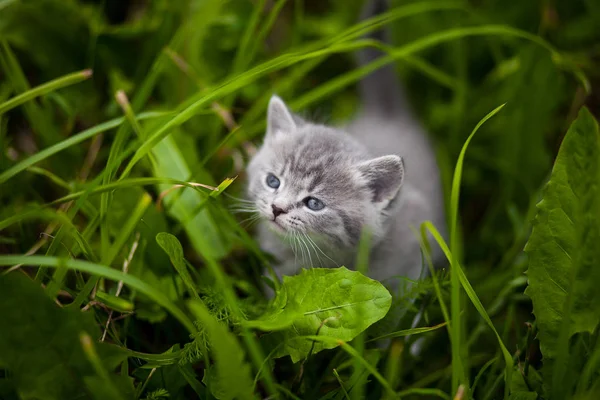 Pusen Kattunge Gresset – stockfoto