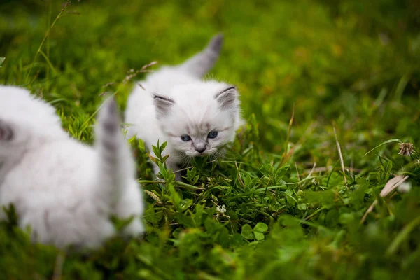 草丛中的小猫 — 图库照片