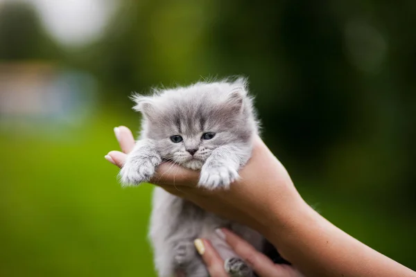 Kitty Kitten Руках — стоковое фото