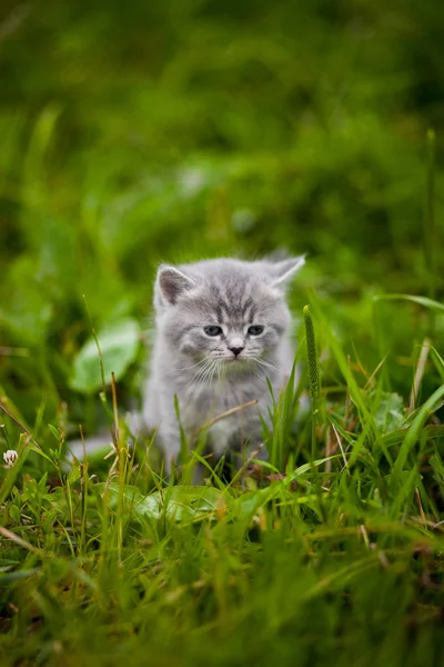 Kitty Kitten Grass — Stock Photo, Image