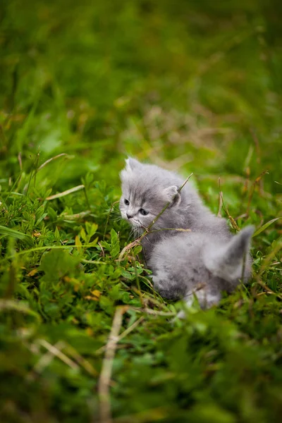 Pusen Kattunge Gresset – stockfoto