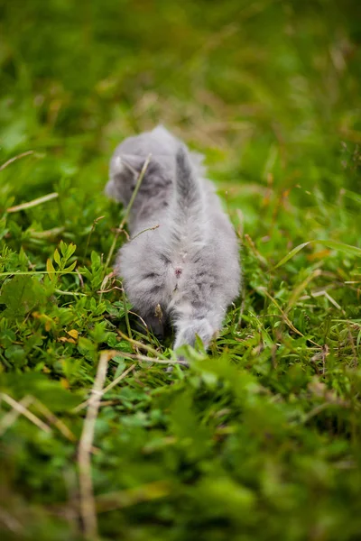 Gattino Gattino Nell Erba — Foto Stock