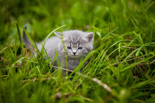 Kitty Kitten Grass — Stock Photo, Image