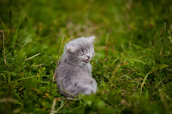 Kitty Kitten Grass — Stock Photo, Image