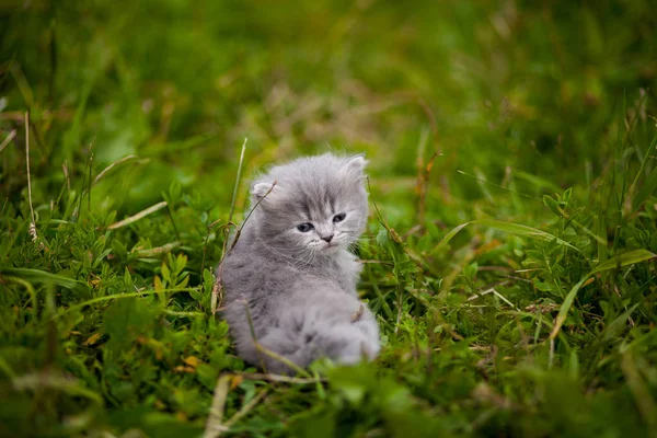 Kitty Kitten Grass — Stock Photo, Image