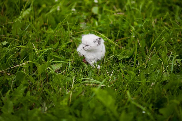 Gattino Gattino Nell Erba — Foto Stock