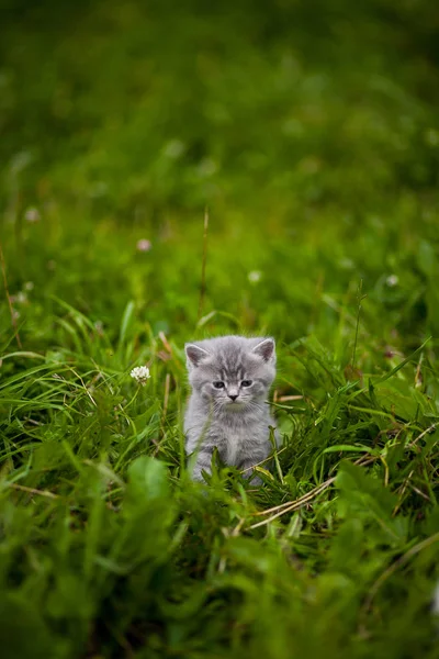 Kitty Kitten Grass — Stock Photo, Image