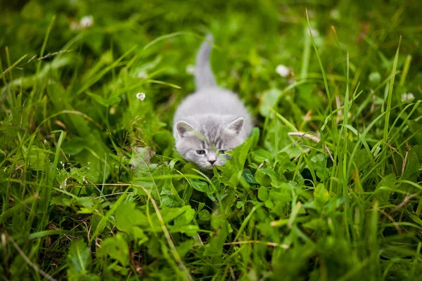 Gattino Gattino Nell Erba — Foto Stock