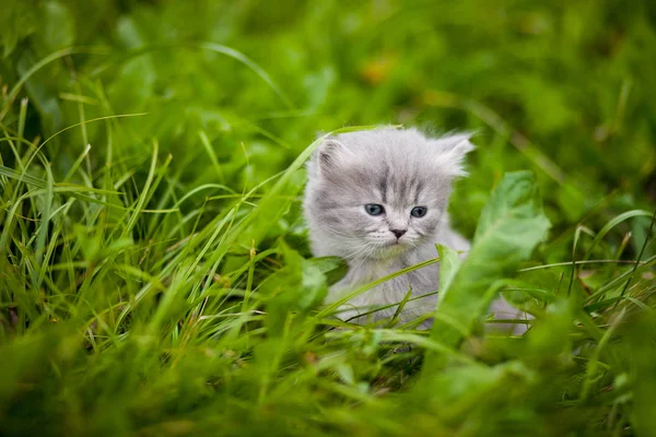 Kitty Kitten Grass — Stock Photo, Image