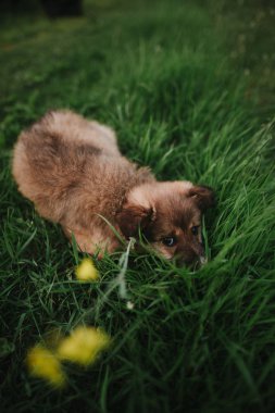 Sokak köpekleri. Yavru alanında