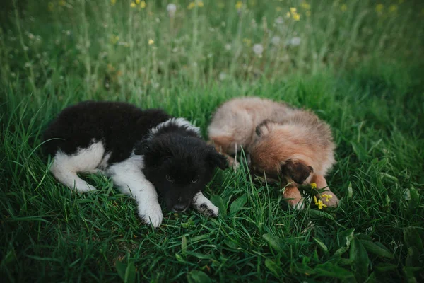 Cão Pastor Inglês Velho Que Está Na Grama Foto de Stock - Imagem